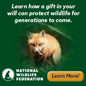 Subcribe to National Wildlife Magazine