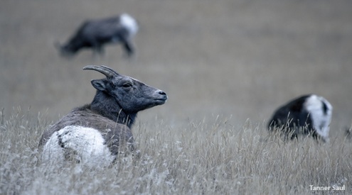 Bighorn sheep, Tanner Saul
