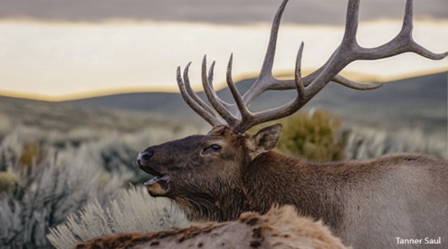 Bull elk, Tanner Saul