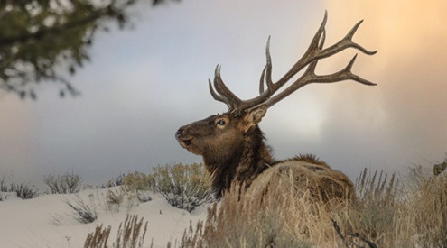 Bull elk, Tanner Saul