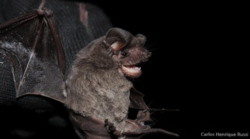Mexican free tailed bat, iNaturalist/Carlos Henrique Russi