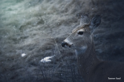 White-tailed deer. Photo by Tanner Saul