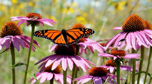 monarch on purple coneflower