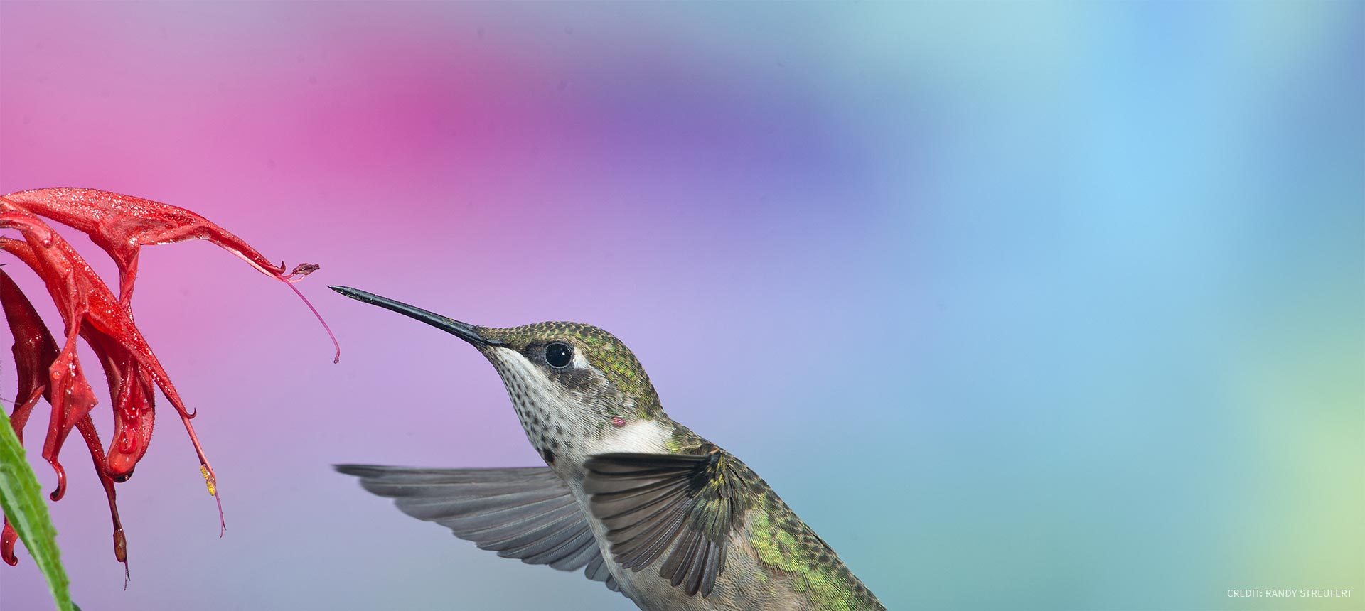 Ruby-throated hummingbird