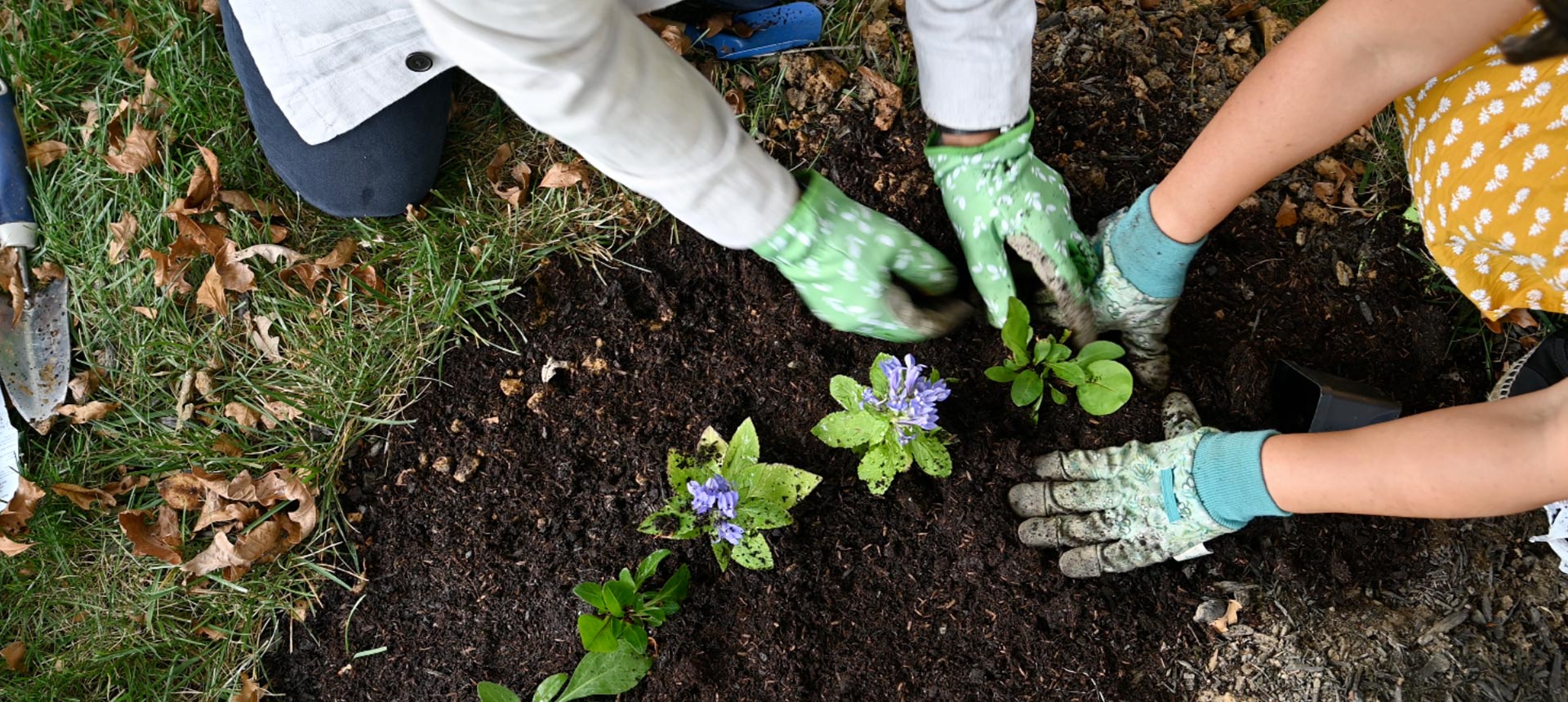 Overhead view of two pairs of hands wearing gardening gloves and planting flowers in the soil