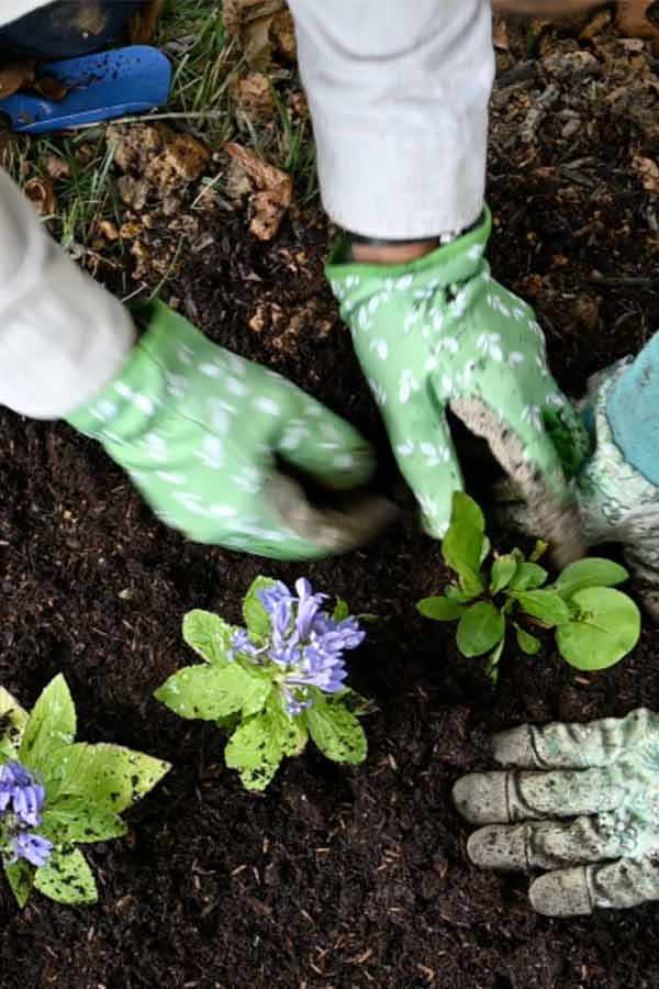 Overhead view of two pairs of hands wearing gardening gloves and planting flowers in the soil
