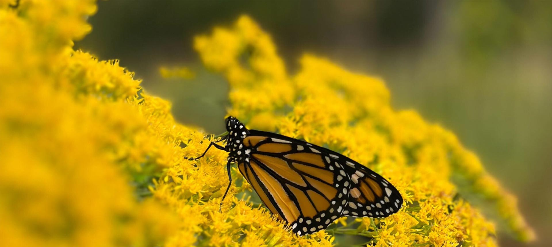 Butterfly on yellow flowering plant