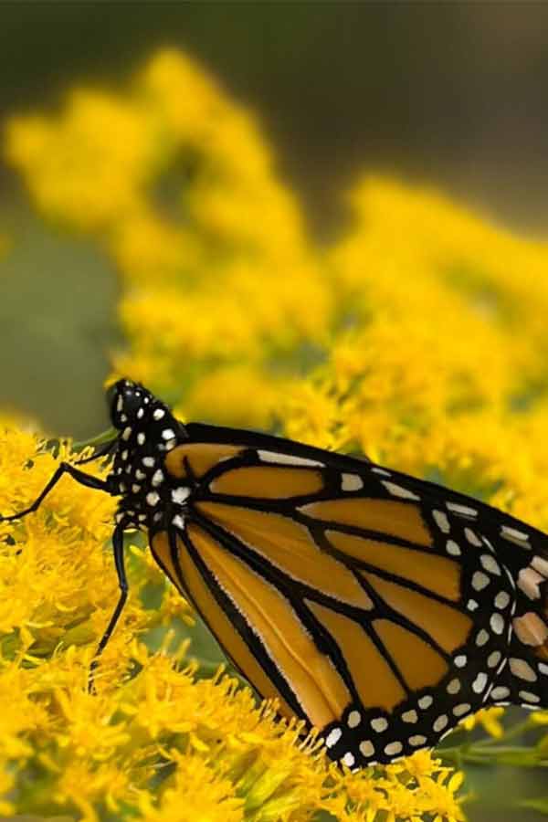 Butterfly on yellow flowering plant