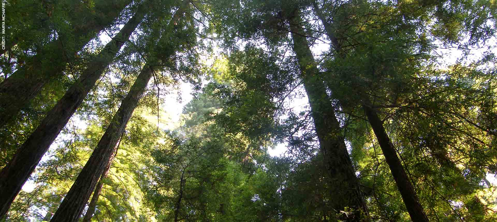 Forest of trees with sun shining through tree tops