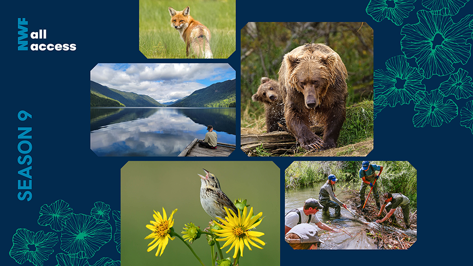 NWF All Access, Season 9 collage featuring images of fox, bears, bird perched on flower, person sitting on dock next to mountain lake, and team of people working to install a pond leveler