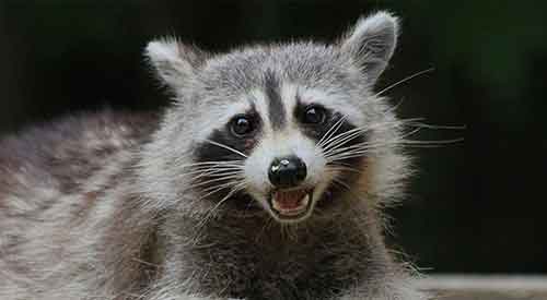 Raccoon