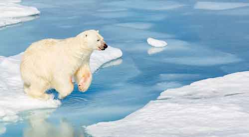 Polar bear leaping from one ice floe to another