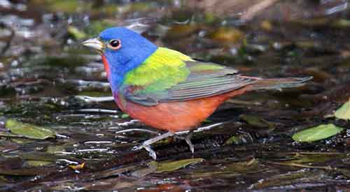 Painted bunting
