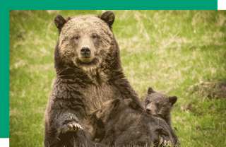 Bear with two cubs