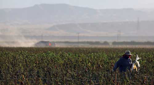 A farmworker wears protective clothing while working in a field