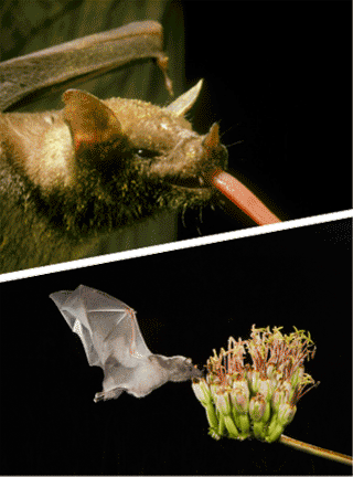 Bat with tongue extended and bat in flight at night feeding on plant