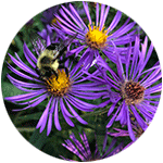 Bumble bee with purple flowers
