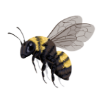 Bee illustration