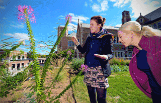 Students examining Rocky Mountain beeweed