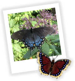 Polaroid image of Spice bush swallowtail with butterfly illustration