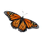 Monarch butterfly illustration