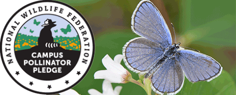 National Wildlife Federation Campus Pollinator Pledge Logo with Karner Blue Butterfly