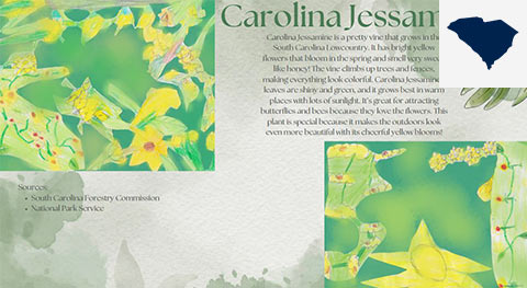 Carolina Jessamine field guide page with small map of South Carolina in top right corner