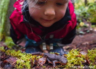 Young child peering at newt on moss-covered log