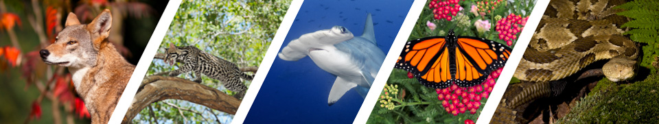 Collage of wildlife images featuring ocelot, hammerhead shark, monarch butterfly, and timber rattlesnake