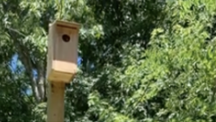 Owl box
