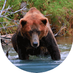 Brown bear