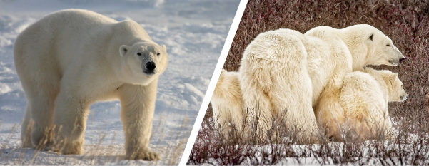 Polar bears