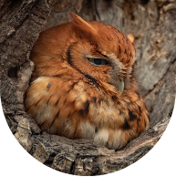 Eastern screech owl