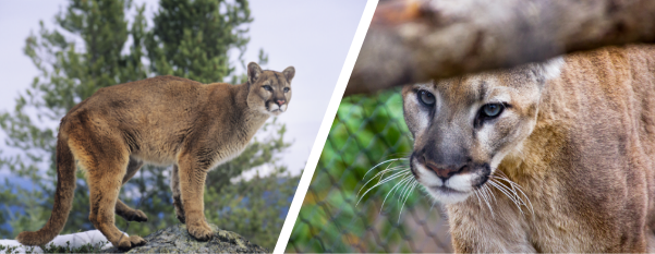 Mountain lions