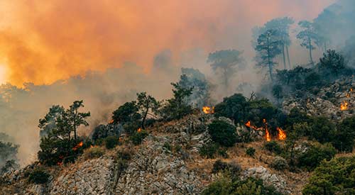 Wildfire smoke and flames in wooded area