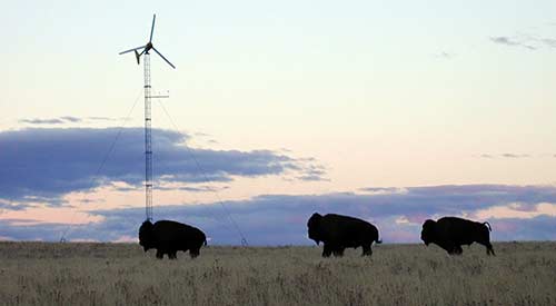 Three bison with wind turbine in background
