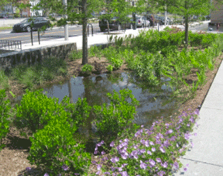 Rain garden