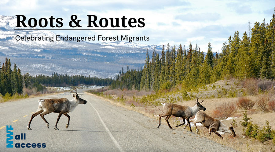 Roots & Routes: Celebrating Endangered Forest Migrants; NWF All Access