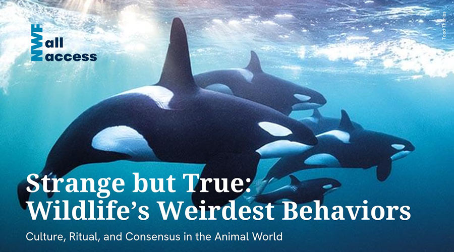 Strange but True: Wildlife's Weirdest Behaviors