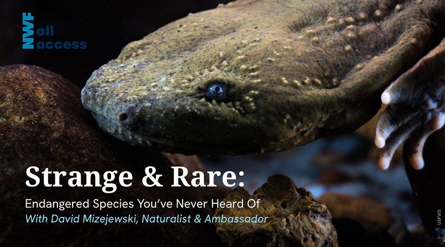 Strange & Rare: Endangered Species You've Never Head Of