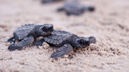 Kemps ridley turtles