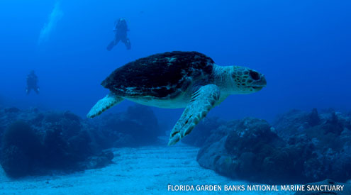 Loggerhead sea turtle. Photo courtesy: Florida Garden Banks National Marine Sanctuary