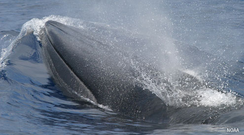 Rice’s whale Photo credit: NOAA