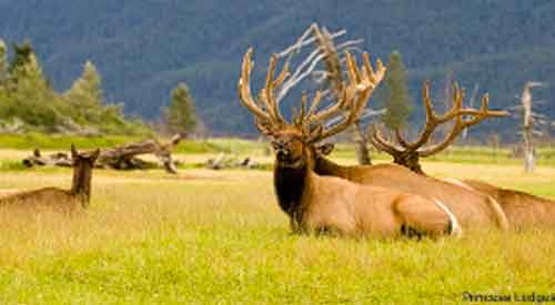 Herd of elk lying down in grass