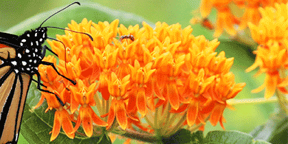 Vibrant orange blooms of the butterfly milkweed.