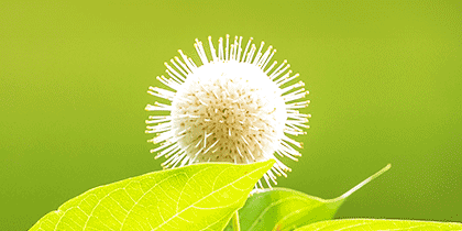 White fluffy pom pom-like flower and green leaves of the buttonbush shrub.