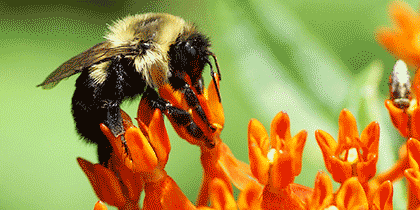Bumblebee sipping nectar from the orange flower of the butterfly milkweed.