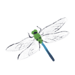 Dragonfly illustration