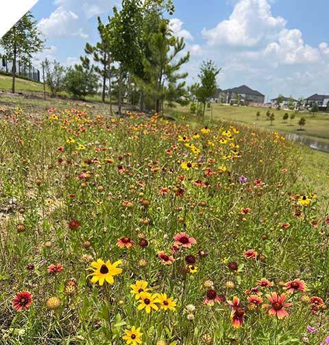 A meadow of red, orange, and yellow native wildflowers blooming on a sunny day.