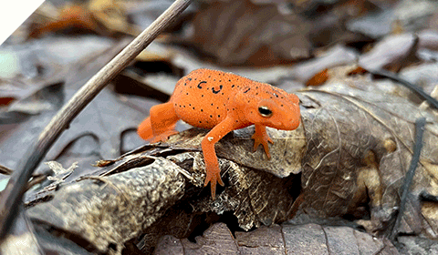 Salamander on fallen leaves